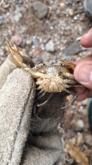 Pseudothelphusa dugesi