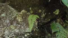 Davallia formosana