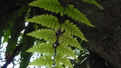 Davallia formosana