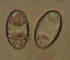 Morchella rufobrunnea