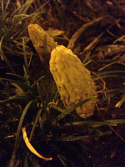 Morchella rufobrunnea