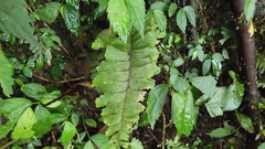 Hymenasplenium excisum