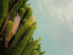 Caulerpa crispata