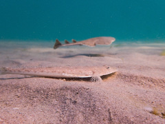 Squatina australis