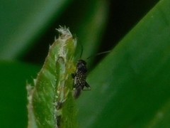 Microtechnites bractatus