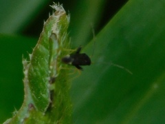 Microtechnites bractatus