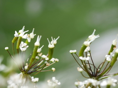 Chaerophyllum villarsii