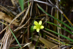 Ranunculus taisanensis