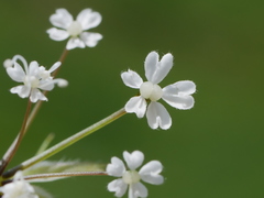 Chaerophyllum villarsii