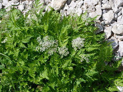 Chaerophyllum villarsii