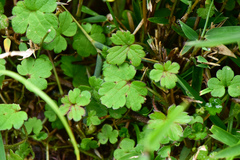 Ranunculus taisanensis