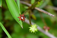 Ranunculus taisanensis