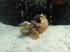 Aploactisoma milesii