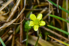 Ranunculus taisanensis