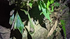 Antrophyum formosanum