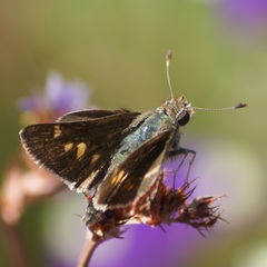 Lon melane vitellina