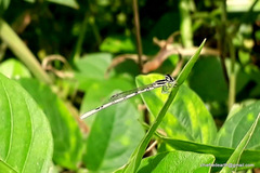 Agriocnemis pieris