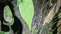 Antrophyum formosanum