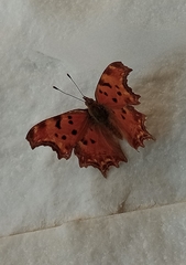 Polygonia egea