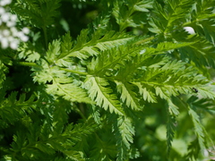 Chaerophyllum villarsii