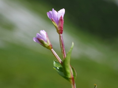 Epilobium alsinifolium