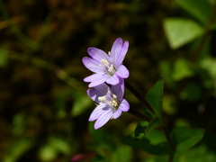 Epilobium alsinifolium