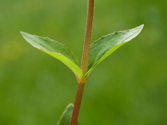 Epilobium alsinifolium