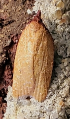 Sparganothis distincta