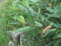 Salix kazbekensis