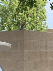 Geococcyx californianus