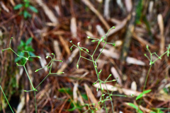 Cerastium subpilosum