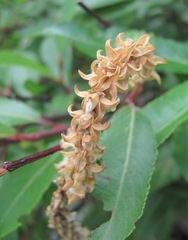 Salix kazbekensis