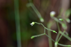 Cerastium subpilosum