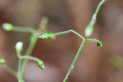 Cerastium subpilosum
