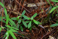 Cerastium subpilosum