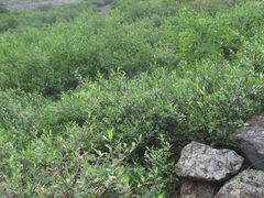 Salix kazbekensis