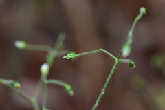 Cerastium subpilosum