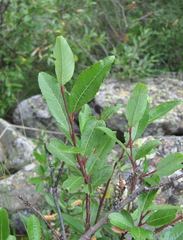 Salix kazbekensis