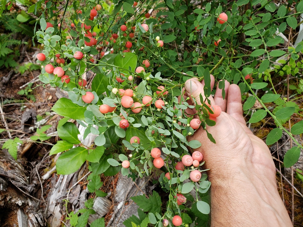 Red Hackberry Red Huckleberry from Alsea, OR, USA on July 21, 2021 at 01:01 PM by ...