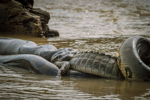 Anaconda observed near Parque Nacional del Manu, Departamento de Madre de Dios, PE, (c) danielblanco521, some rights reserved (CC BY-NC)