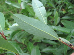 Salix kazbekensis