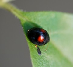 Argopistes coccinelliformis