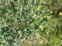 Salix kochiana