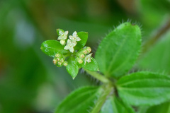 Galium formosense