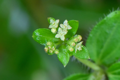 Galium formosense