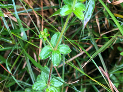 Galium formosense