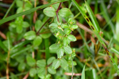 Galium formosense
