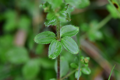 Galium formosense