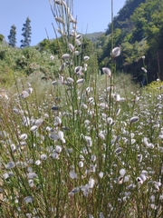 Cytisus striatus image