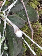 Antennaria solitaria